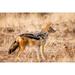 Black-backed jackal Palmwag Conservancy Namibia by Wendy Kaveney (36 x 24)