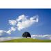 Italy San Quirico d Orcia. Tree on hill. Poster Print by Jaynes Gallery (24 x 36)