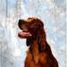 Posterazzi Irish Red Setter Poster Print by The Irish Image Collection - 24 x 24 - Large