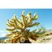 Cactus at Joshua Tree National Park California USA Poster Print by Panoramic Images (36 x 24)