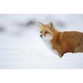 Male Red Fox Vulpes Vulpes Standing in The Snow in Winter - Montreal Quebec Canada Poster Print - 36 x 24 in. - Large