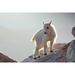 CO Mt Evans Mountain goat kid backlit on rock by Cathy - Gordon Illg (24 x 15)