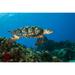 Hawksbille sea turtles search for food on the coral reefs in Mexico Poster Print by Jennifer Idol/Stocktrek Images (34 x 22)