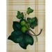 Scrap Book 1885 Ivy on Tartan Poster Print by Unknown (18 x 24)