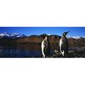 Panoramic Images PPI119193L Two King penguins on shore of Cumberland Bay East King Edward Point Cumberland Bay South Georgia Island Poster Print by Panoramic Images - 36 x 12