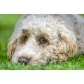 Close-up of the face of a blond cockapoo resting on the grass; North Yorkshire England Poster Print by John Short / Design Pics (17 x 11)