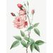 Old Blush China Common Rose of India Rosa Indica Vulgaris by Pierre Joseph Redoute (24 x 36)