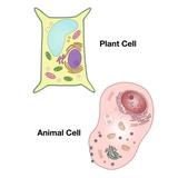 Plant Cell and Animal Cell Poster Print by Spencer Sutton/Science Source (24 x 36)
