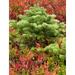 USA Washington Mt. Rainier National Park. Silver fir tree and huckleberry. Poster Print by Jaynes Gallery (18 x 24)