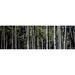 Panoramic Images PPI64938L White Aspen Tree Trunks CO USA Poster Print by Panoramic Images - 36 x 12