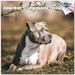 American Staffordshire Dog Breed Premium Wall Calendar 2022