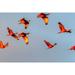 Caribbean-Trinidad-Caroni Swamp Scarlet ibis birds in flight by Jaynes Gallery (24 x 18)