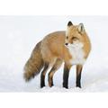 Red Fox Vulpes Vulpes Standing in The Snow in Winter - Montreal Quebec Canada Poster Print - 18 x 13 in.