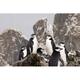 South Georgia Island Cooper Bay Chinstrap penguins Poster Print by Jaynes Gallery (34 x 23)