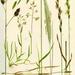 Wild grasses. 1.Cock s Foot 2.Annual Meadow grass 3.Barren Brome 4.Marram 5.Perennial Rye grass 6.Couch grass 6a. Creeping stem of Couch