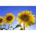 France Provence Valensole Plateau. Sunburst on sunflowers. Poster Print by Jaynes Gallery (24 x 36)