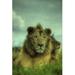 Boer King of the Jungle Glossy Poster