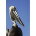 A Brown Pelican (Pelecanus Occidentalis) Poses For A Picture; Homestead Florida United States Of America Poster Print by Robert L. Potts / Design Pics (22 x 34)
