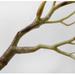 Final Clear Out! 3pcs Artificial Dried Branch Twig Curly Willow Branch Artificial Branches Floral Home Decor for Home Office Party Hotel Restaurant Patio or Yard Decoration