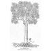 Botany: Common Oak Tree. /N(Quercus Robur Sessiliflora). Engraving. Poster Print by (18 x 24)