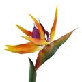 Artificial Flower Bird Of Paradise Fake Plant Silk Strelitzia Reginae Home Decor