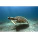 Green sea turtle Brazil Atlantic Ocean. Poster Print by VWPics/Stocktrek Images (34 x 22)