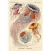 Haeckel Nature Illustrations: Jelly Fish Poster Print by Ernst Haeckel (12 x 18)