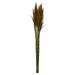 Vickerman 36 Aspen Gold Plume Reed Bundle (15-20 stems) Preserved