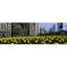 Panoramic Images PPI107719L Tulip flowers in a park with buildings in the background Grant Park South Michigan Avenue Chicago Cook County Illinois USA Poster Print by Panoramic Images - 36 x 12