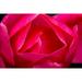 Pink Hybrid Tea Rose Blooming macro-Bellevue-Washington State by William Perry (36 x 24)