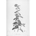 Botanical Eclipse 3 Poster Print by Tina Carlson (24 x 36)