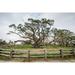 Live oak (Quercus virginiana) exhibit. Poster Print by Larry Ditto (18 x 24)