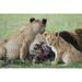 Africa Kenya Maasai Mara National Reserve. Lions eating prey. Poster Print by Jaynes Gallery (24 x 36)