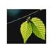 Two green leaves on thin branch on black Poster Print by Panoramic Images (16 x 13)