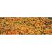 Panoramic Images PPI98389L High angle view of California Golden Poppies Antelope Valley California Poppy Reserve California USA Poster Print by Panoramic Images - 36 x 12