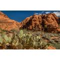 Prickly Pear cactus along Water Canyon St. George Utah USA Poster Print by Panoramic Images (24 x 18)