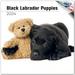 2023 2024 Black Labrador Puppies Calendar - Dog Breed Monthly Wall Calendar - 12 x 24 Open - Thick No-Bleed Paper - Giftable - Academic Teacher s Planner Calendar Organizing & Planning - Made in USA