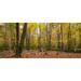 Trees in forest during autumn Mount Desert Island Acadia National Park Hancock County Maine USA Poster Print by Panoramic Images (30 x 14)