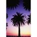 View Of Single Palm Tree Surrounded By Other Palm Tree Tops Background Is Golden Sunset Poster Print (12 x 19)