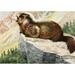 Burgess Animal Book for Children 1920 Hoary Marmot Poster Print by L.A. Fuertes (24 x 36)