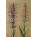 Wild Flowers East of the Rockies 1910 Purple Fringed Orchis Poster Print by C. Reed (18 x 24)