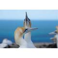 Posterazzi Australasian Gannet Birds Hawkes Bay New Zealand Poster Print by David Wall - 26 x 17 in.