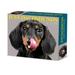 Dachshunds 2023 Box Calendar