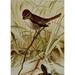 Bird Life 1901 Swamp Sparrow Poster Print by Ernest T. Seton (18 x 24)