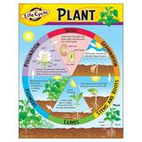 Life Cycle of a Plant Learning Chart 17 x 22 | Bundle of 2 Each