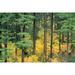 Oregon Willamette National Forest Vine Maple And Douglas Fir Trees In Fall Green And Yellow Colors A24B Poster Print (38 x 24)