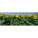 Sunflowers in a field U.S. Route 83 North Dakota USA Poster Print (7 x 18)