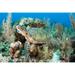 Green sea turtle on Caribbean reef Poster Print
