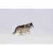 Posterazzi DPI1844766 Wolf Running in The Snow Poster Print 17 x 11