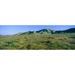 Panoramic view of spring flowers and green rolling hills in Carrizo Plain National Monument San Luis Obispo County California Poster Print (36 x 12)